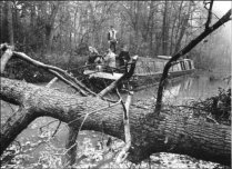 cutting fallen tree  13K