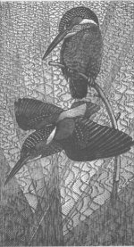 kingfisher (16K)